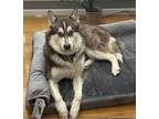 Adopt XP Jaskier - Wayne, NJ a White - with Brown or Chocolate Alaskan Malamute