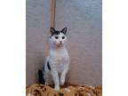 Adopt Indigo a Black & White or Tuxedo Domestic Shorthair (short coat) cat in