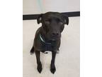 Adopt Ester a American Pit Bull Terrier / Border Collie / Mixed dog in Rock
