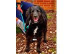 Adopt Jynx a Spaniel (Unknown Type) / Labrador Retriever / Mixed dog in Waxhaw
