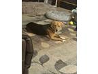 Adopt WINNIE a Brown/Chocolate - with Black Beagle / Beagle / Mixed dog in