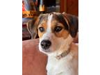 Adopt Heather a Hound (Unknown Type) / Jack Russell Terrier / Mixed dog in