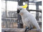 Adopt Franklin a Cockatoo bird in Elizabeth, CO (38792798)