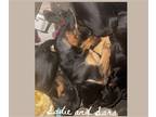 Adopt Sadie and Sara a Brown/Chocolate - with Tan Doberman Pinscher / Hound
