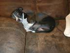 Adopt MILLIE a Black - with White Rat Terrier / Mixed dog in Los Angeles