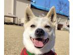 Adopt Benny a Jindo / Shiba Inu / Mixed dog in San Ramon, CA (40425317)