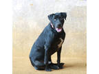 Adopt AC a Black Labrador Retriever / Mixed Breed (Medium) / Mixed (short coat)