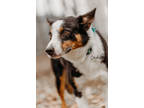 Adopt Stockings a Black Border Collie / Mixed Breed (Medium) / Mixed (short