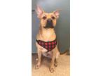 Adopt Johnnie a Tan/Yellow/Fawn Rhodesian Ridgeback / Great Dane / Mixed dog in