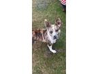 Adopt Memphis a Brindle - with White American Pit Bull Terrier / Mixed dog in