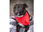 Adopt Wendy a Black Mouth Cur / Mixed dog in Huntsville, TX (40519667)