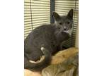Adopt Tabitha a Domestic Shorthair / Mixed (short coat) cat in Portland