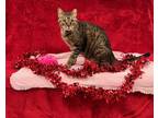 Adopt Higgins a Brown Tabby Tabby (short coat) cat in Putnam Hall, FL (40763479)