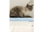 Adopt Fancy a Cream or Ivory (Mostly) Siamese (short coat) cat in Putnam Hall