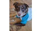 Adopt Maple a Red/Golden/Orange/Chestnut - with White Australian Shepherd /
