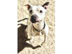 Adopt Harlynn a White American Pit Bull Terrier / Mixed Breed (Medium) / Mixed