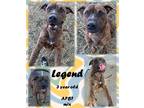 Adopt Legend a White American Pit Bull Terrier / Mixed Breed (Medium) / Mixed