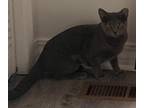Adopt Pepper a Gray or Blue Russian Blue (short coat) cat in Greeneville