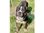 Adopt Annabella a Black American Pit Bull Terrier / Mixed Breed (Medium) / Mixed