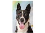 Adopt CALLIE a Collie / Mixed dog in Marianna, FL (40762988)