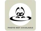 Adopt Luna a White Siamese / Mixed cat in El Paso, TX (40762999)