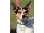 Adopt Jericho - Medical Hold a Jack Russell Terrier / Mixed dog in North Fort