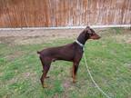 Adopt Aries a Red/Golden/Orange/Chestnut Doberman Pinscher / Mixed dog in