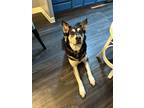 Adopt Loki a Tricolor (Tan/Brown & Black & White) Husky / German Shepherd Dog /