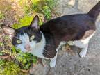 Adopt BB-FIV+ a Black & White or Tuxedo Domestic Shorthair / Mixed (short coat)