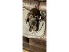 Adopt Will a Black American Staffordshire Terrier / Mixed dog in Kansas City