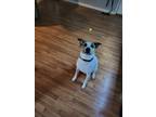 Adopt Roo a White - with Brown or Chocolate Beagle / Mixed dog in Murfreesboro