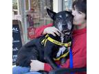 Adopt Rocky a Black - with White Bull Terrier / Labrador Retriever / Mixed dog