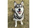 Adopt Arora a Brown/Chocolate Alaskan Klee Kai / Mixed Breed (Medium) / Mixed