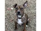 Adopt Sweet Potato a Brindle American Pit Bull Terrier / Mixed Breed (Medium) /