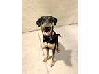 Adopt Mia a Black - with Tan, Yellow or Fawn Doberman Pinscher / German Shepherd