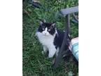 Adopt Black Jack a Black & White or Tuxedo Domestic Shorthair (short coat) cat