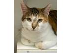 Adopt Sweet Tea a Brown Tabby Domestic Shorthair / Mixed Breed (Medium) / Mixed