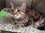Adopt Wendy a Brown Tabby Domestic Shorthair / Mixed Breed (Medium) / Mixed