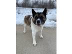 Adopt Molly go home with Hershey a White Akita / Mixed Breed (Medium) / Mixed