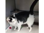 Adopt Socks a Black & White or Tuxedo Domestic Shorthair / Mixed (short coat)