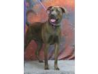 Adopt Reese a Brown/Chocolate - with Black American Pit Bull Terrier / Mixed dog