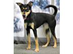 Adopt Tiffany Ann a Black - with Tan, Yellow or Fawn German Shepherd Dog / Mixed
