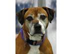 Adopt Shine a Tan/Yellow/Fawn - with White American Pit Bull Terrier / Mixed dog