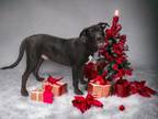 Adopt Abner a Black Labrador Retriever / Great Dane dog in Palatine