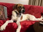 Adopt Finnegan a White - with Tan, Yellow or Fawn Foxhound / Shepherd (Unknown