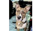 Adopt Magnum a Brindle - with White American Staffordshire Terrier / Mixed dog