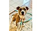Adopt Star a Brindle - with White American Staffordshire Terrier / Mixed dog in