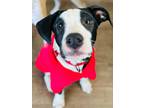 Adopt Ridge a Black - with White Australian Shepherd / American Pit Bull Terrier