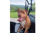 Adopt Deuce a Labrador Retriever / Staffordshire Bull Terrier / Mixed dog in