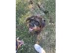 Adopt Romeo a Brown/Chocolate - with Black Jack Russell Terrier / Poodle